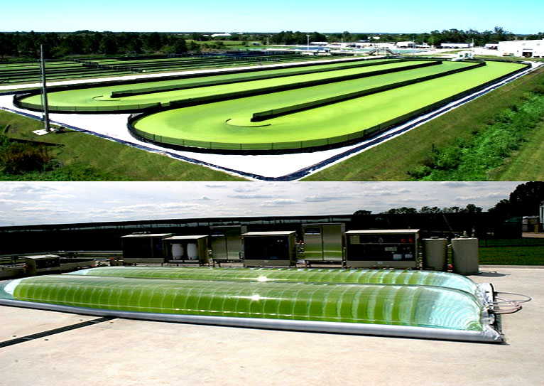 Chlorella se pěstuje