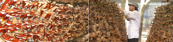 houba red reishi pěstování