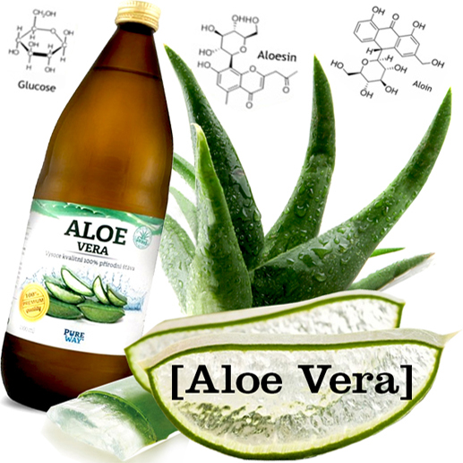 Aloe vera a její účinky, čím je nám prospěšná tato rostlina?