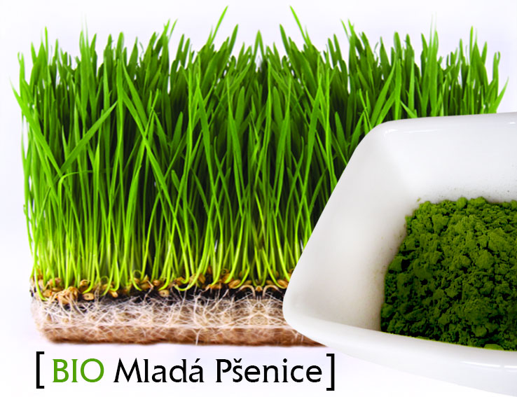 Mladá pšenice to je skvělá super potravina i lék!